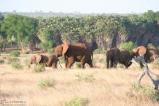 IMG 7566-Kenya, elephants in a queue seen in Tsavo East